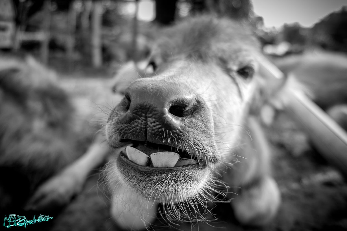 BABY YAK! How hilarious is his teeth! 