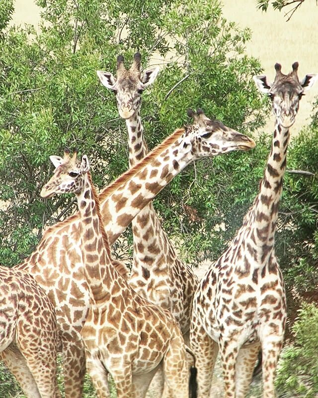 Already planning my next journey... 🤪🤣#travel #travelafrica #africa #justgo #weareafrica #love #bush #nature #safari #experience #adventure #giraffe
