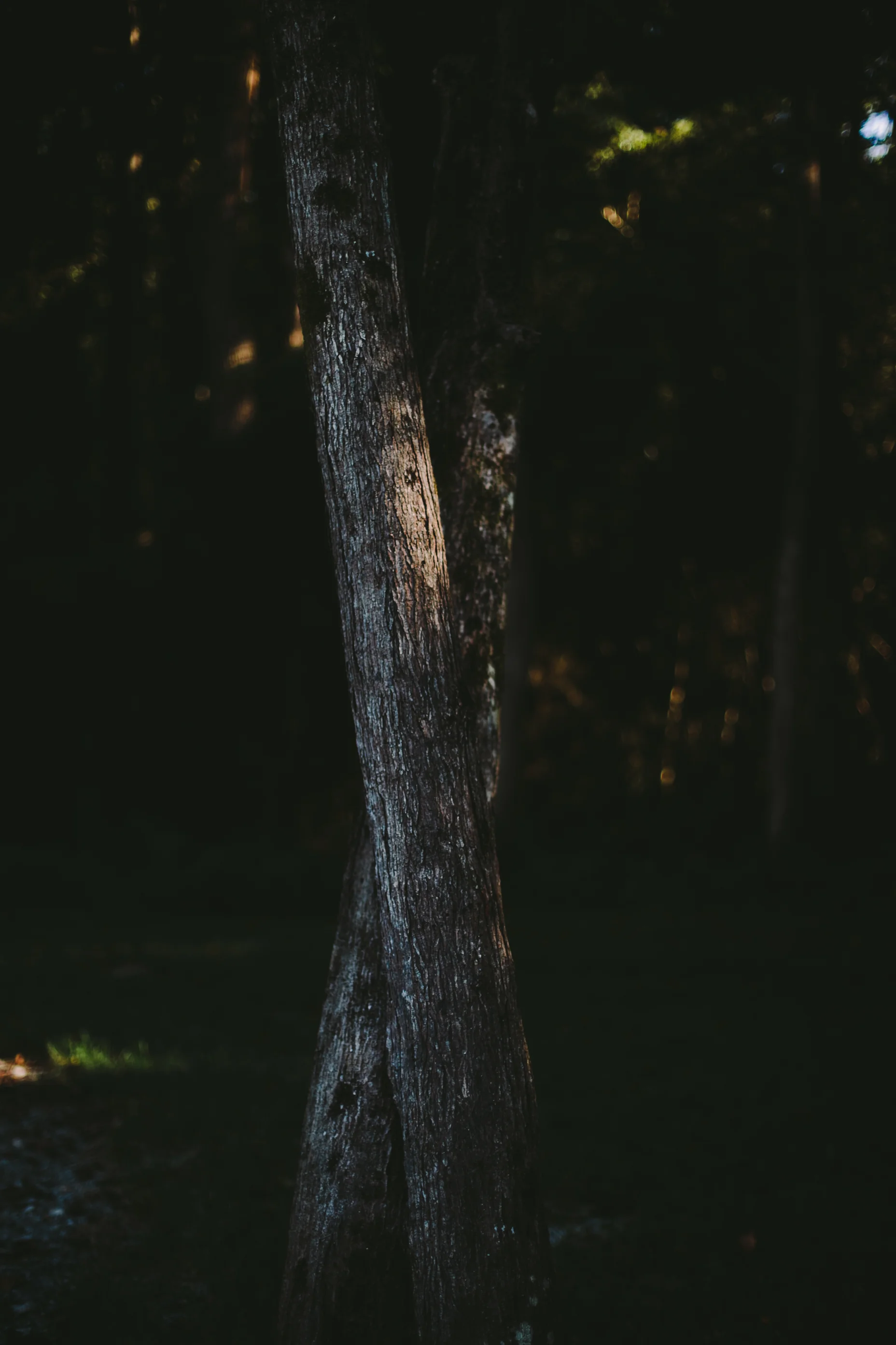 Ring (1 of 1).jpg
