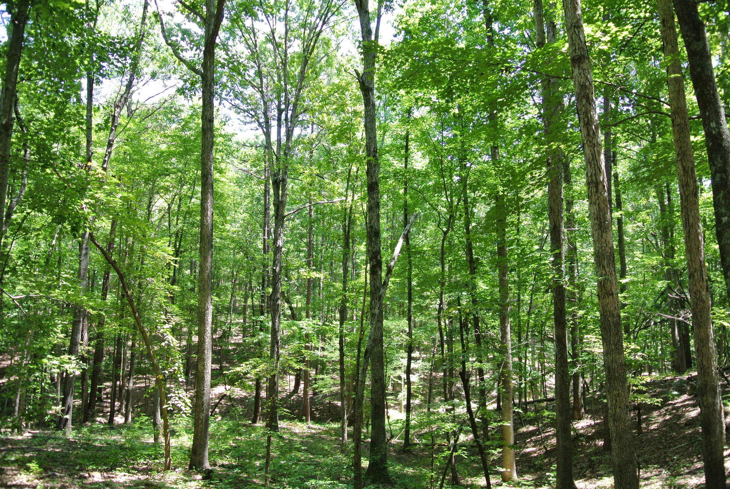 DSC_0034.JPG