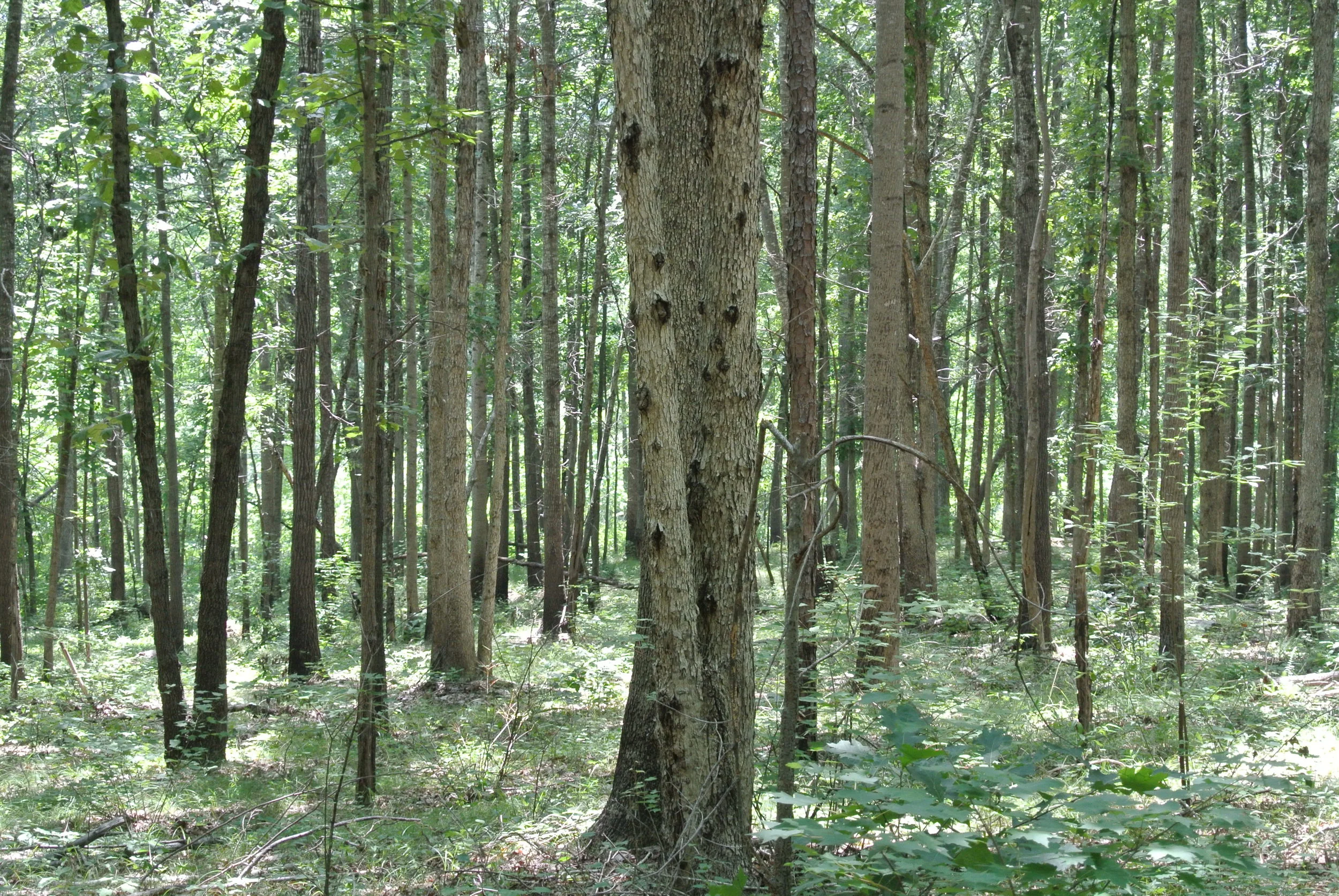 DSC_0043.JPG
