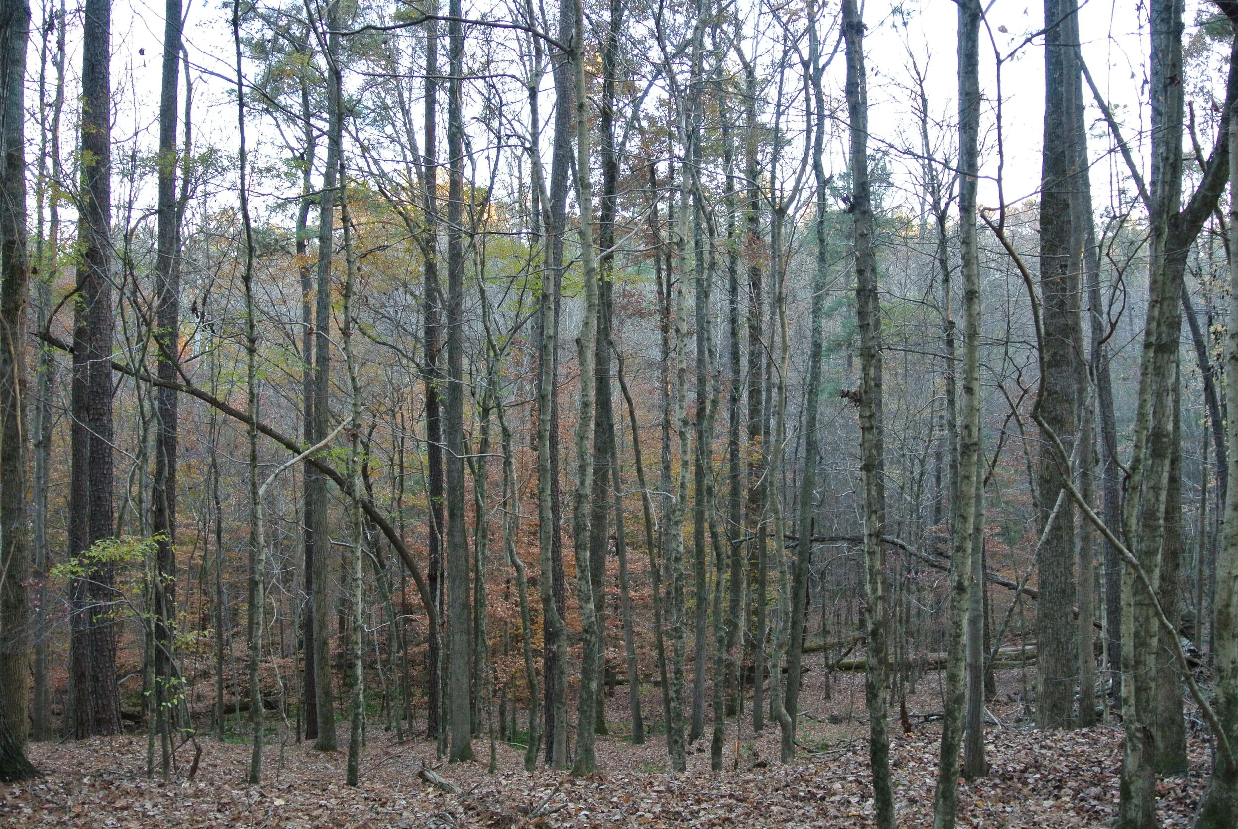 DSC_0521.JPG