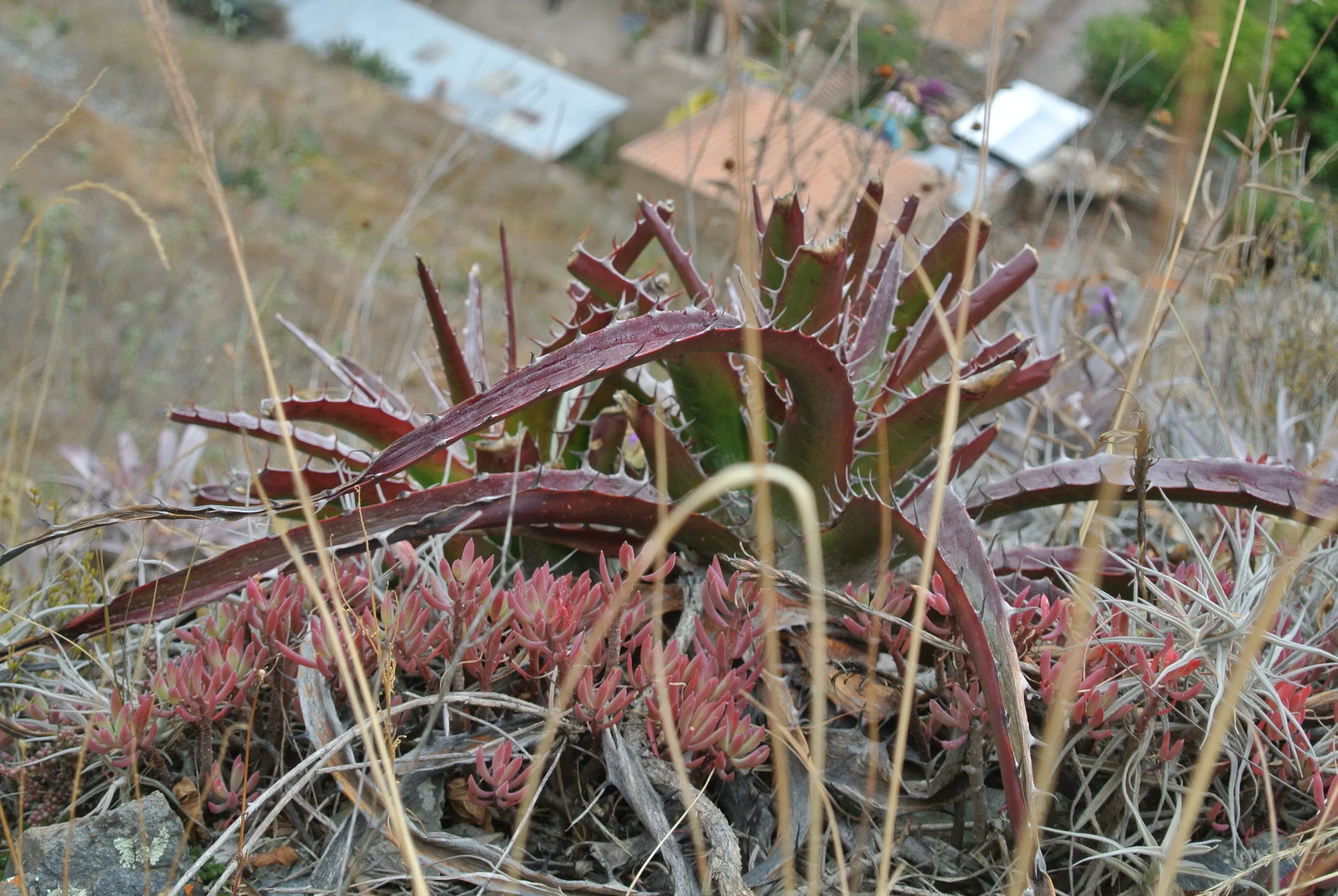 DSC_1440.JPG