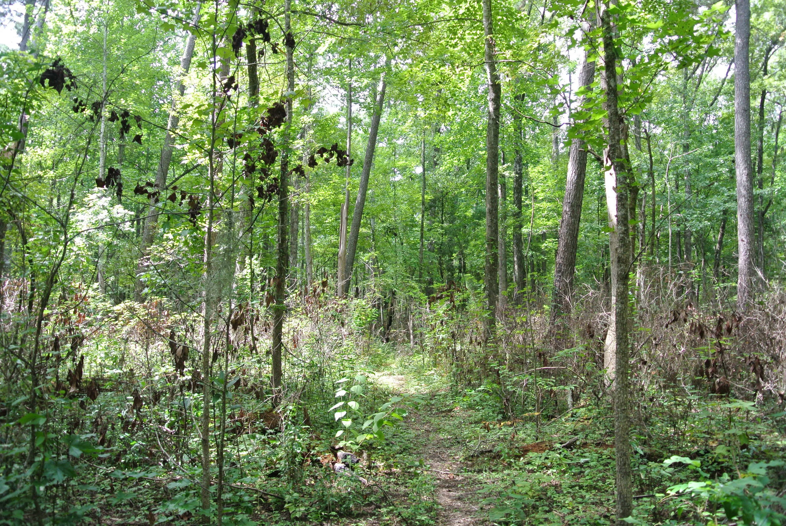 DSC_1917.JPG