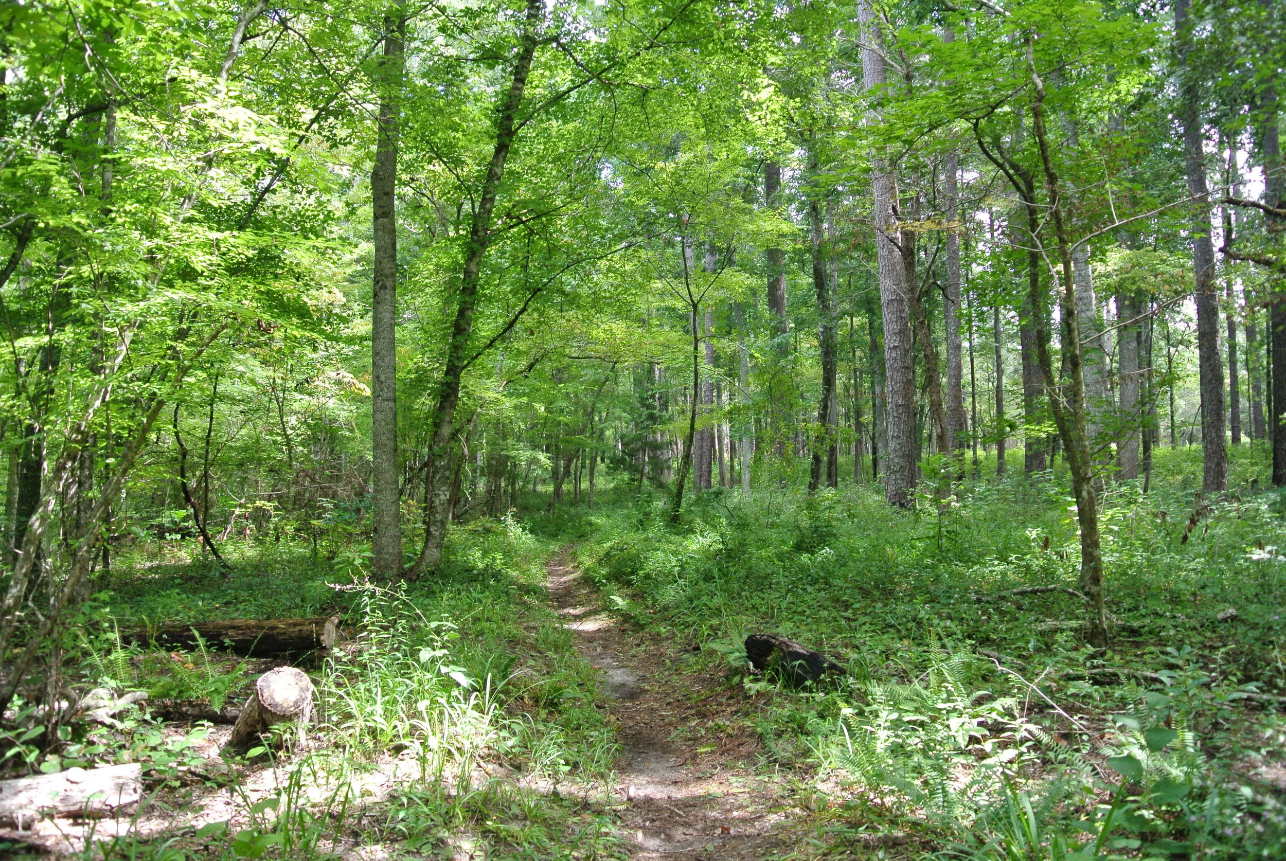 DSC_1920.JPG
