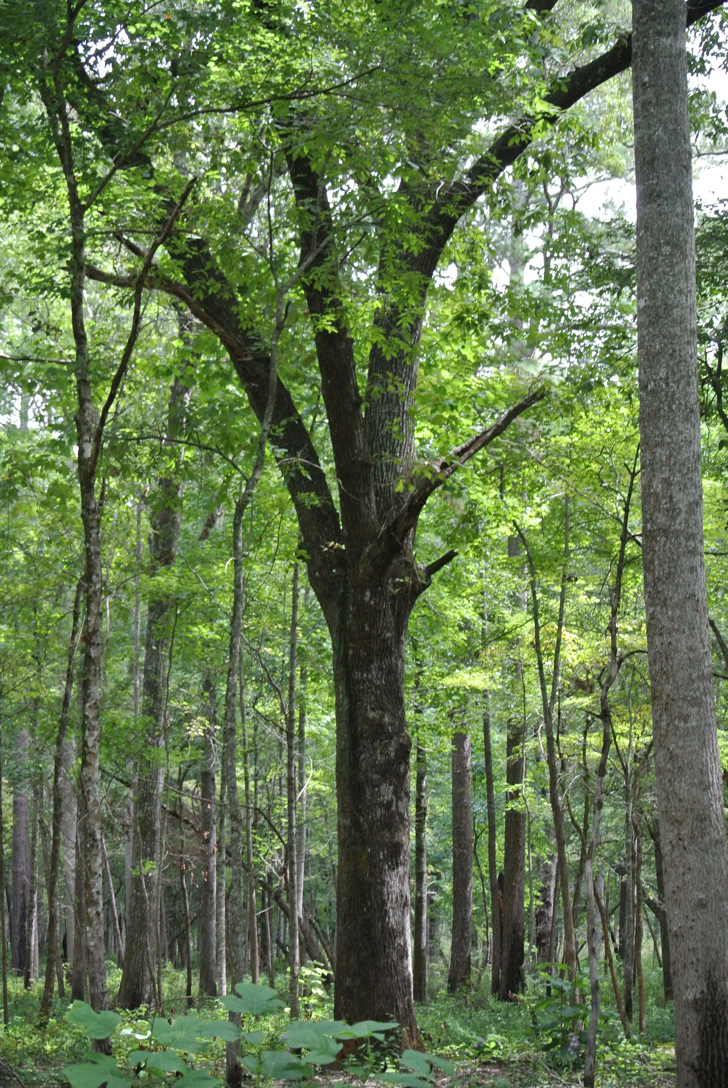 DSC_1931.JPG