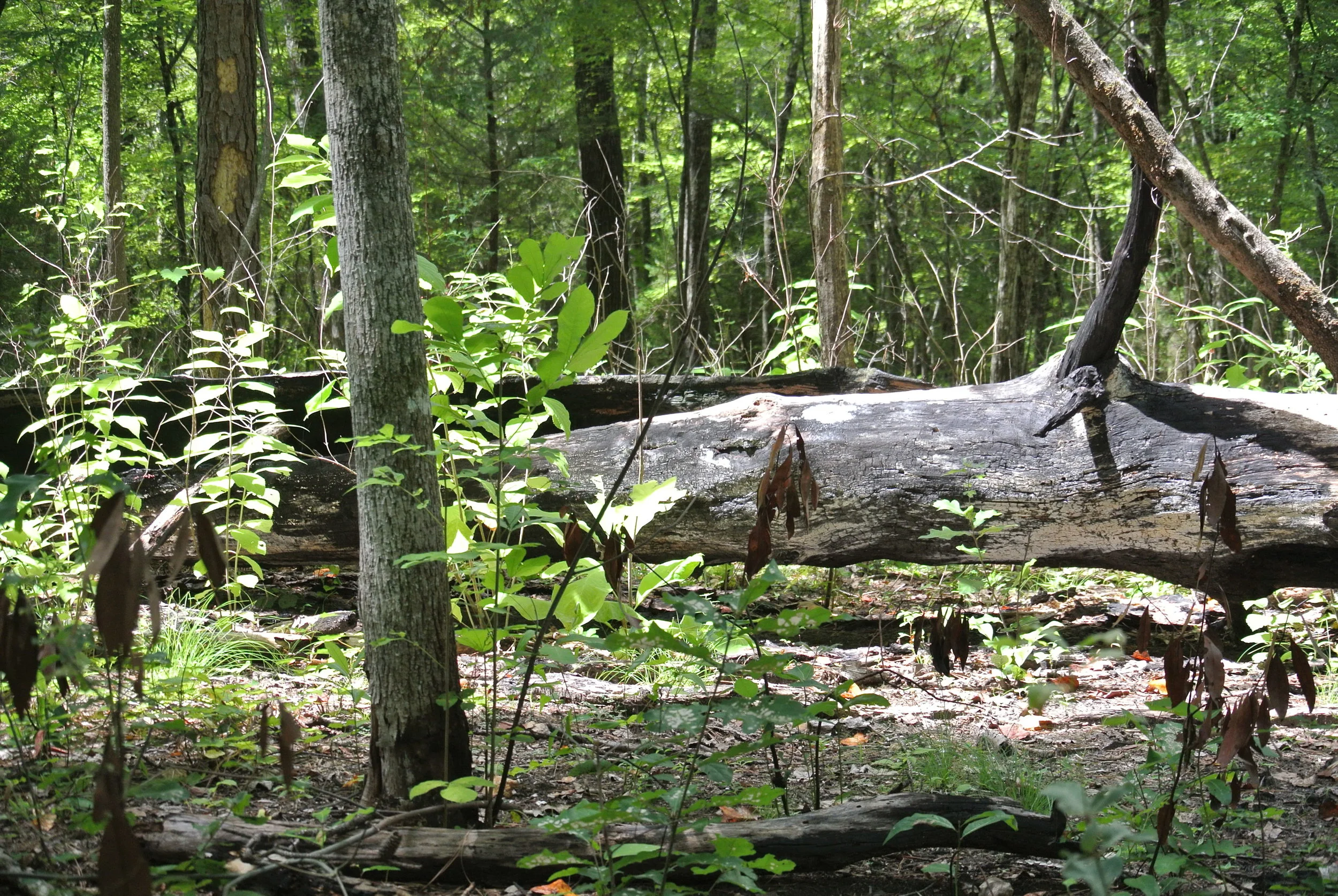 DSC_1942.JPG