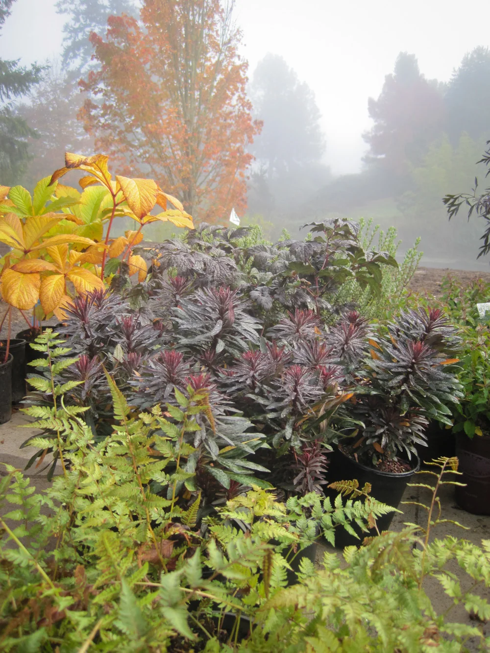Bethany Rydmark Landscapes-5340.jpg