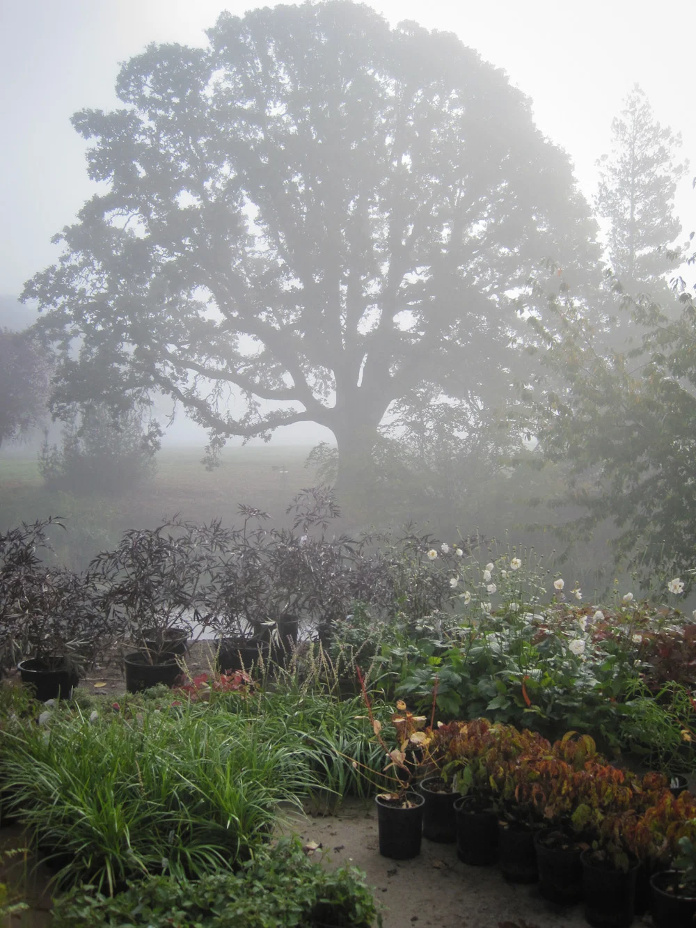 Bethany Rydmark Landscapes-5343.jpg