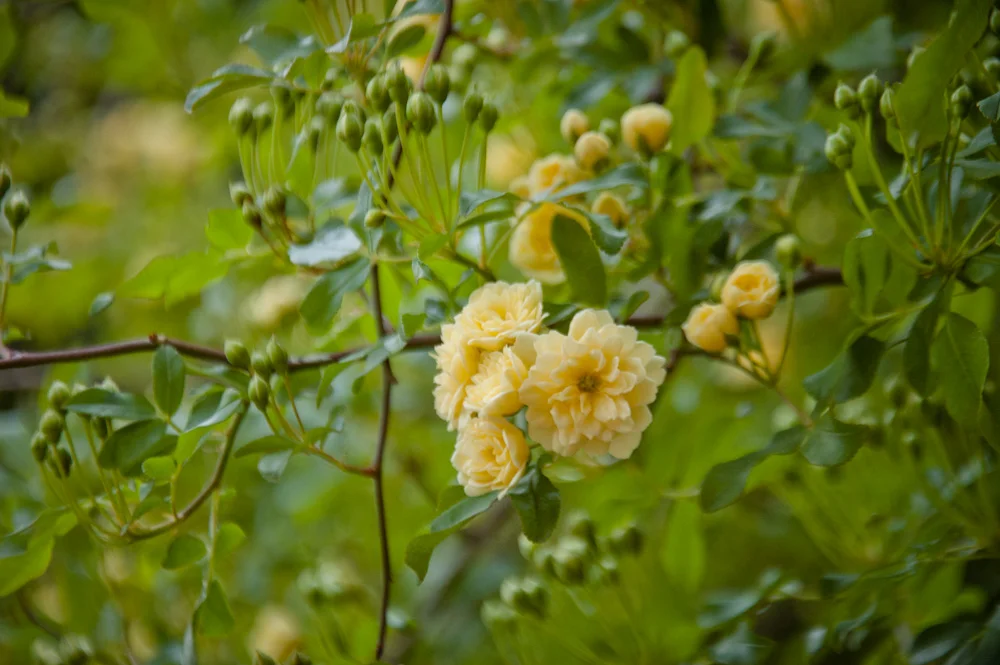 Bethany Rydmark Landscapes-0259.jpg