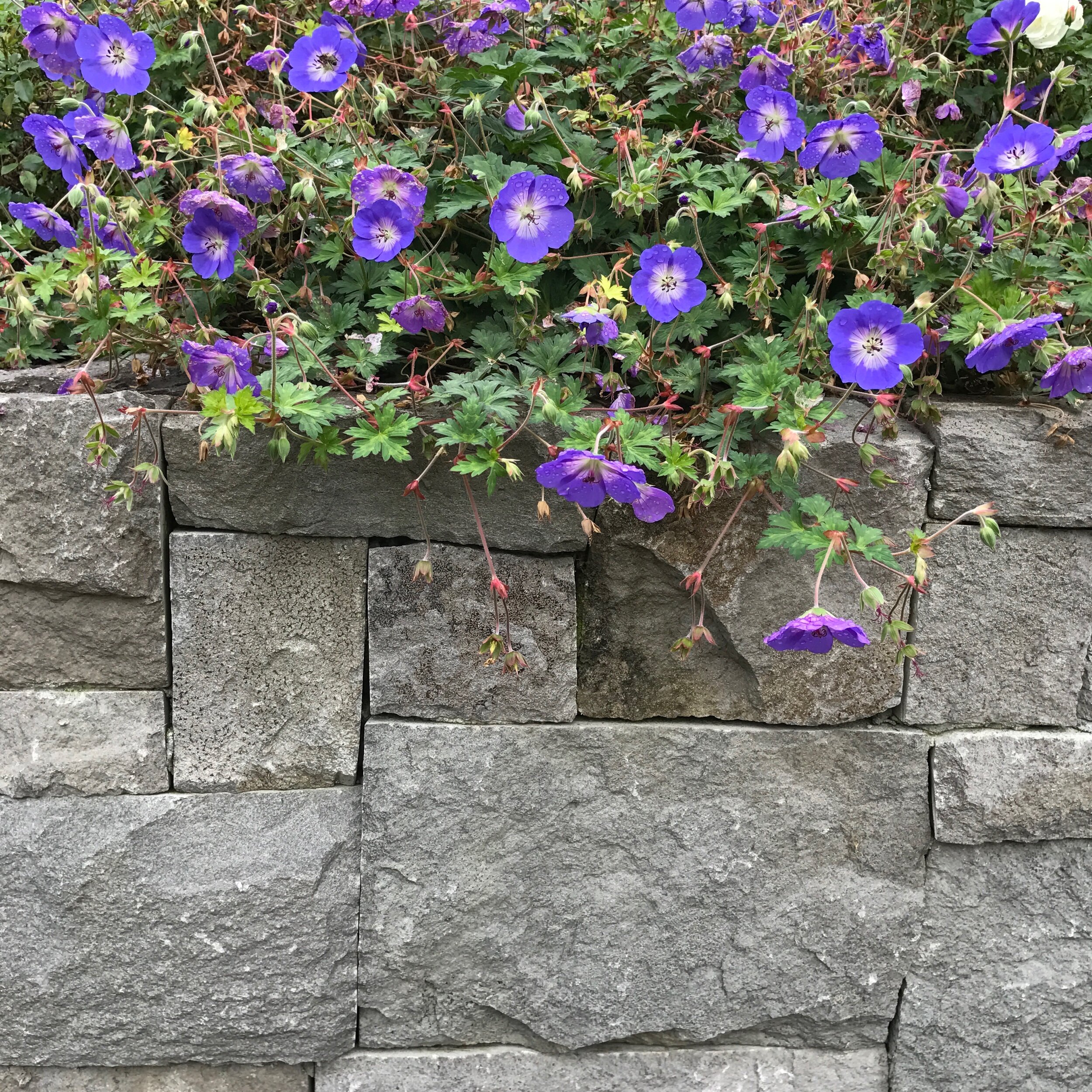 IMG_1296.jpeg
