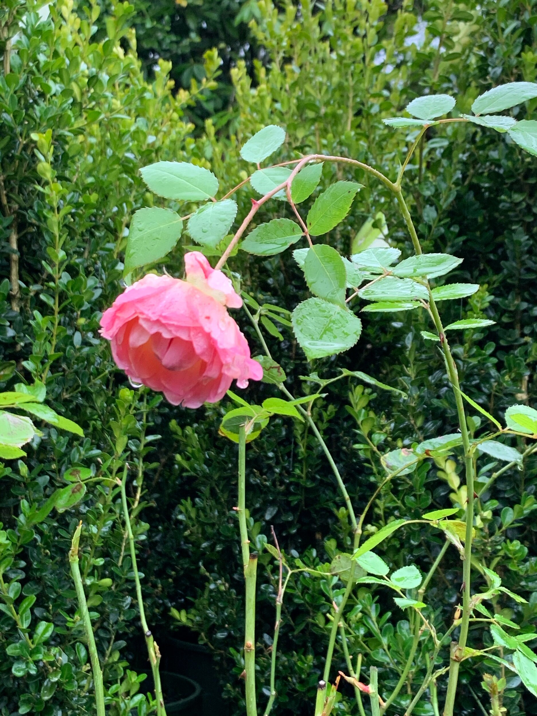 IMG_5916.jpeg