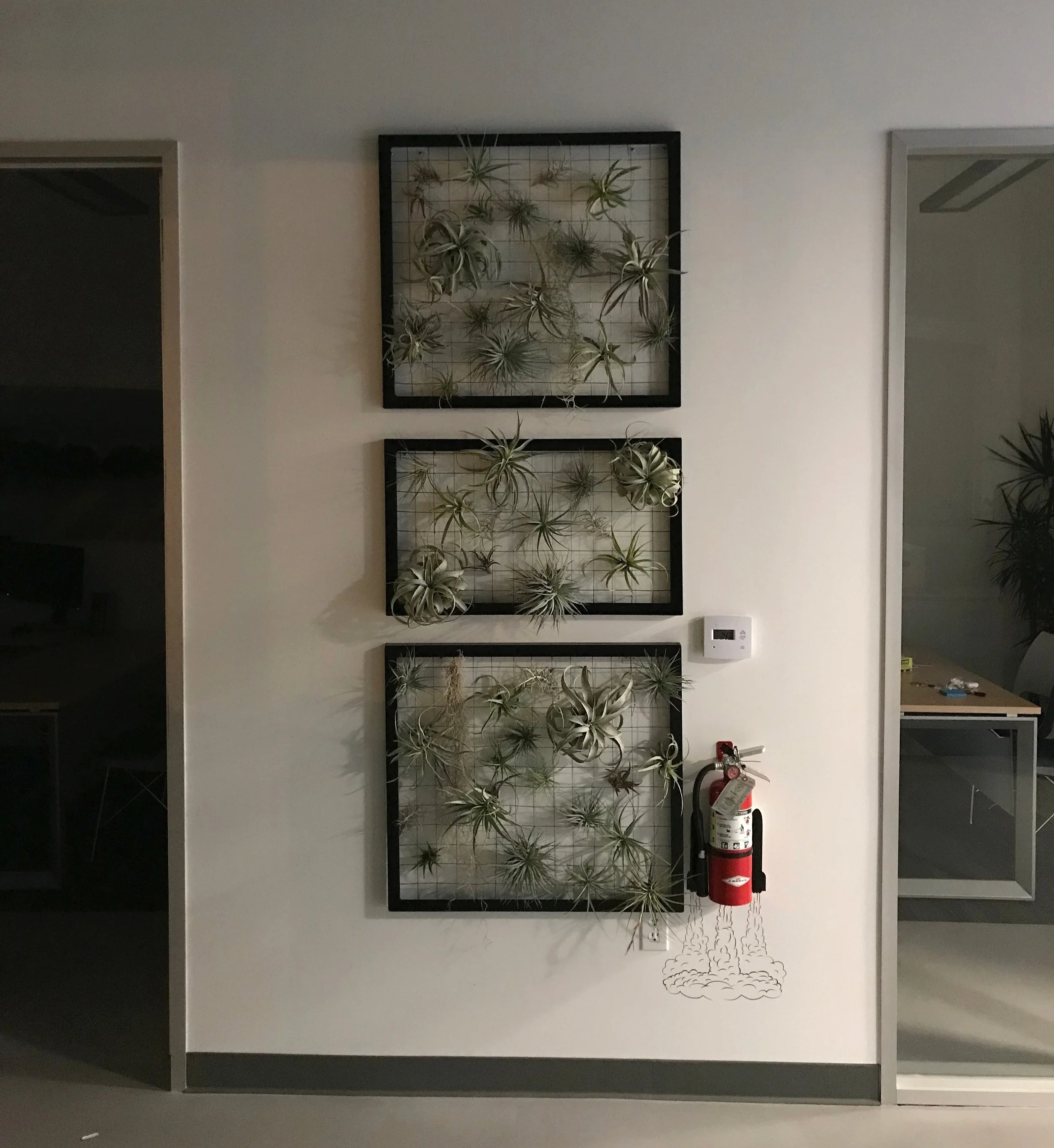 Air plants with custom steel frame 