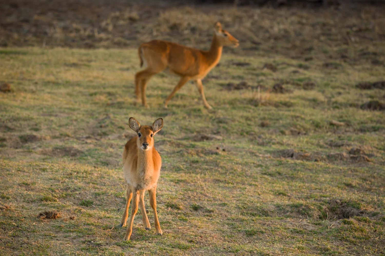 AF13_0815_LR 72-90 1500w.jpg