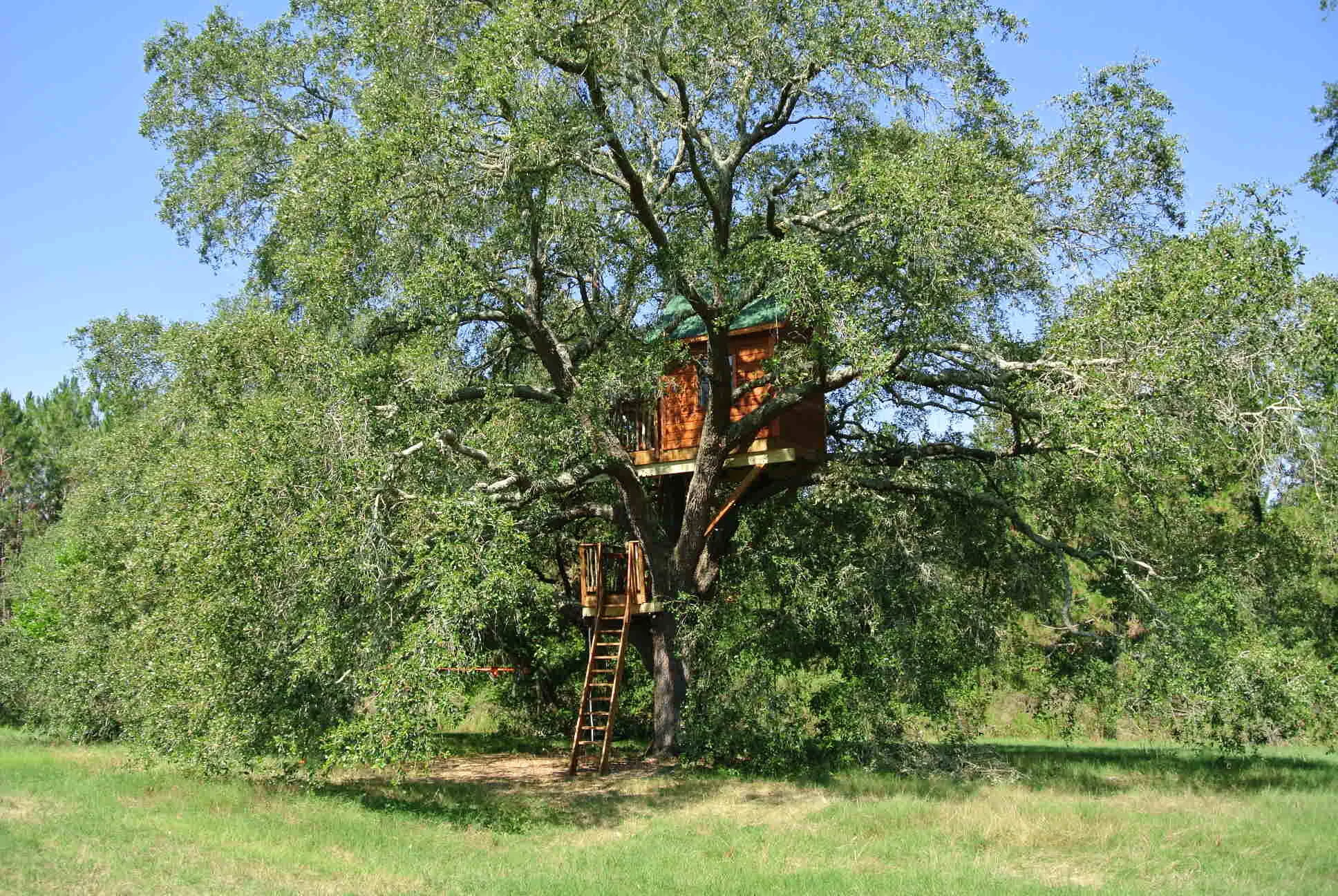 Live Oak Tree DSC_5244.JPG