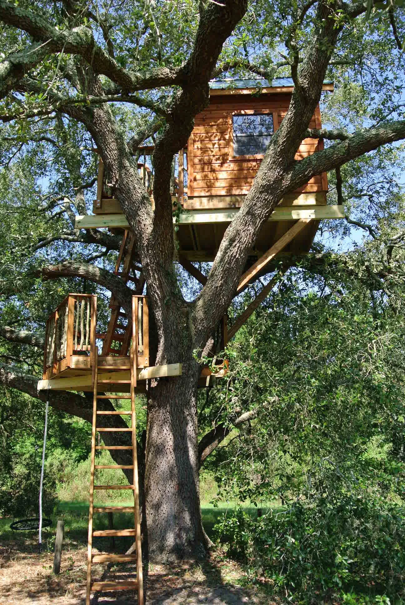 Live Oak Tree DSC_5247.JPG