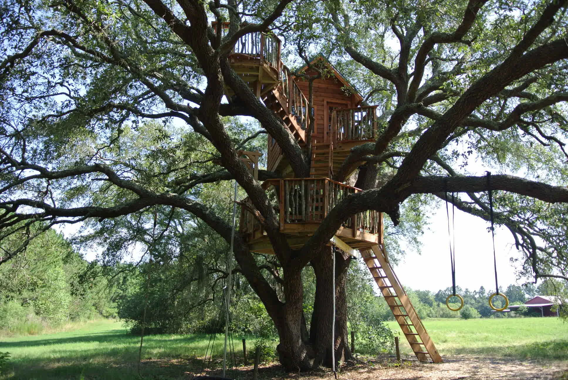 Live Oak Tree DSC_5251.JPG