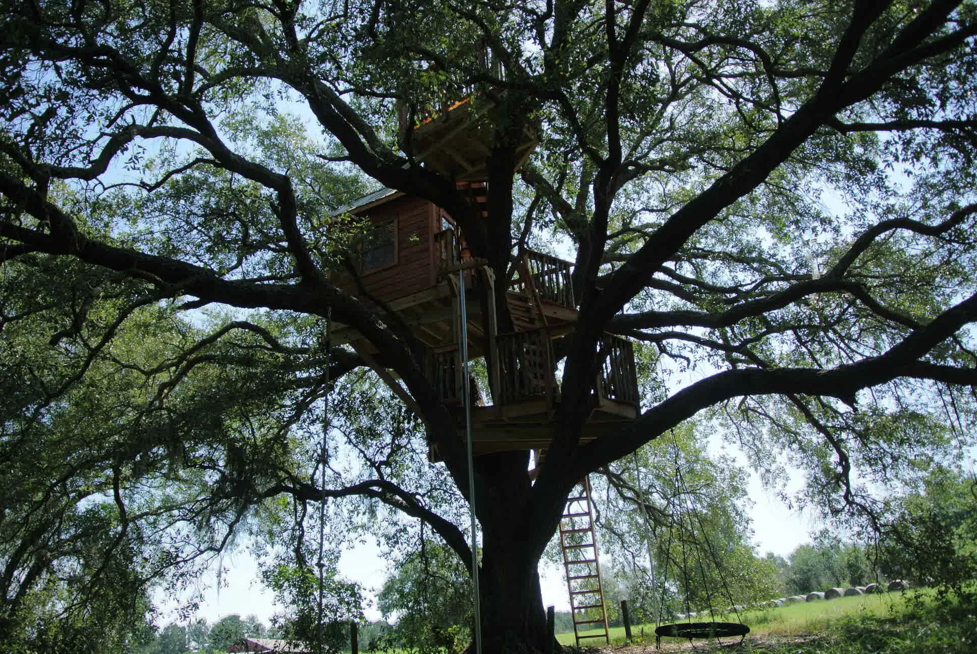 Live Oak Tree DSC_5254.JPG
