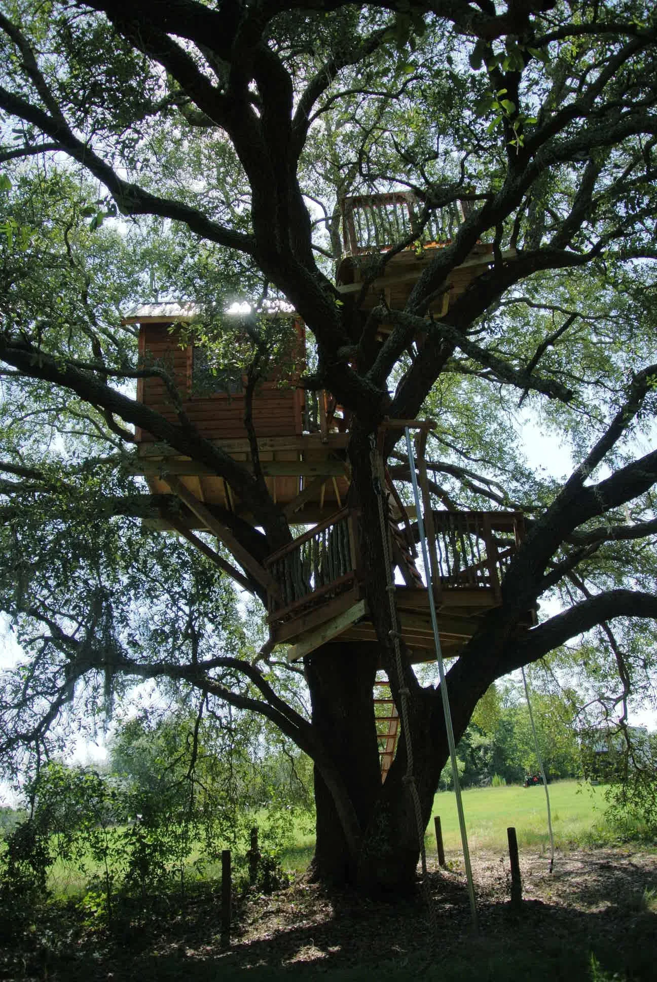 Live Oak Tree DSC_5257.JPG