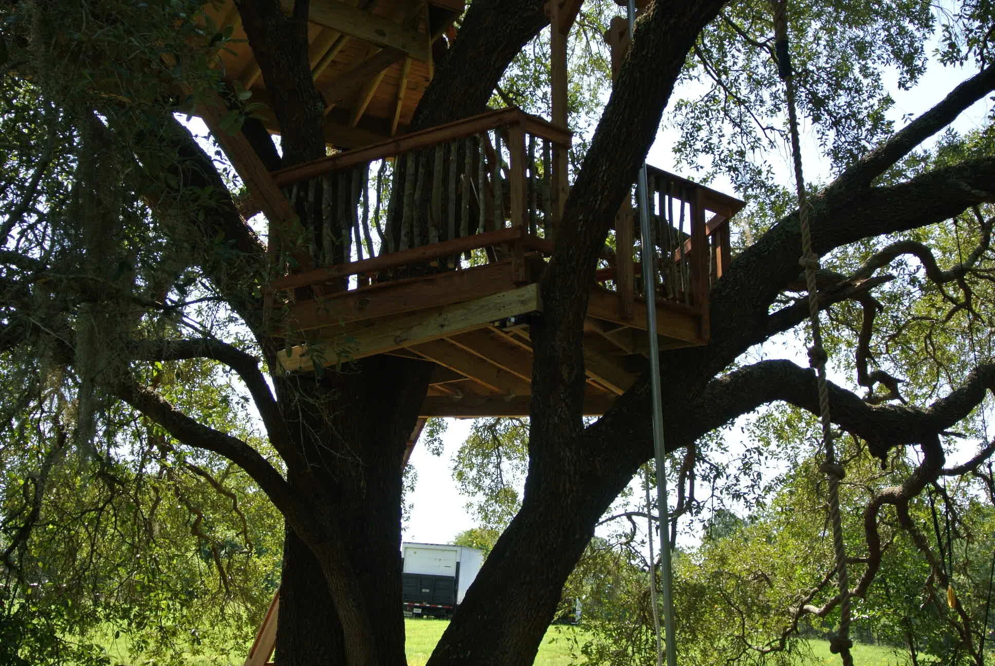 Live Oak Tree DSC_5259.JPG