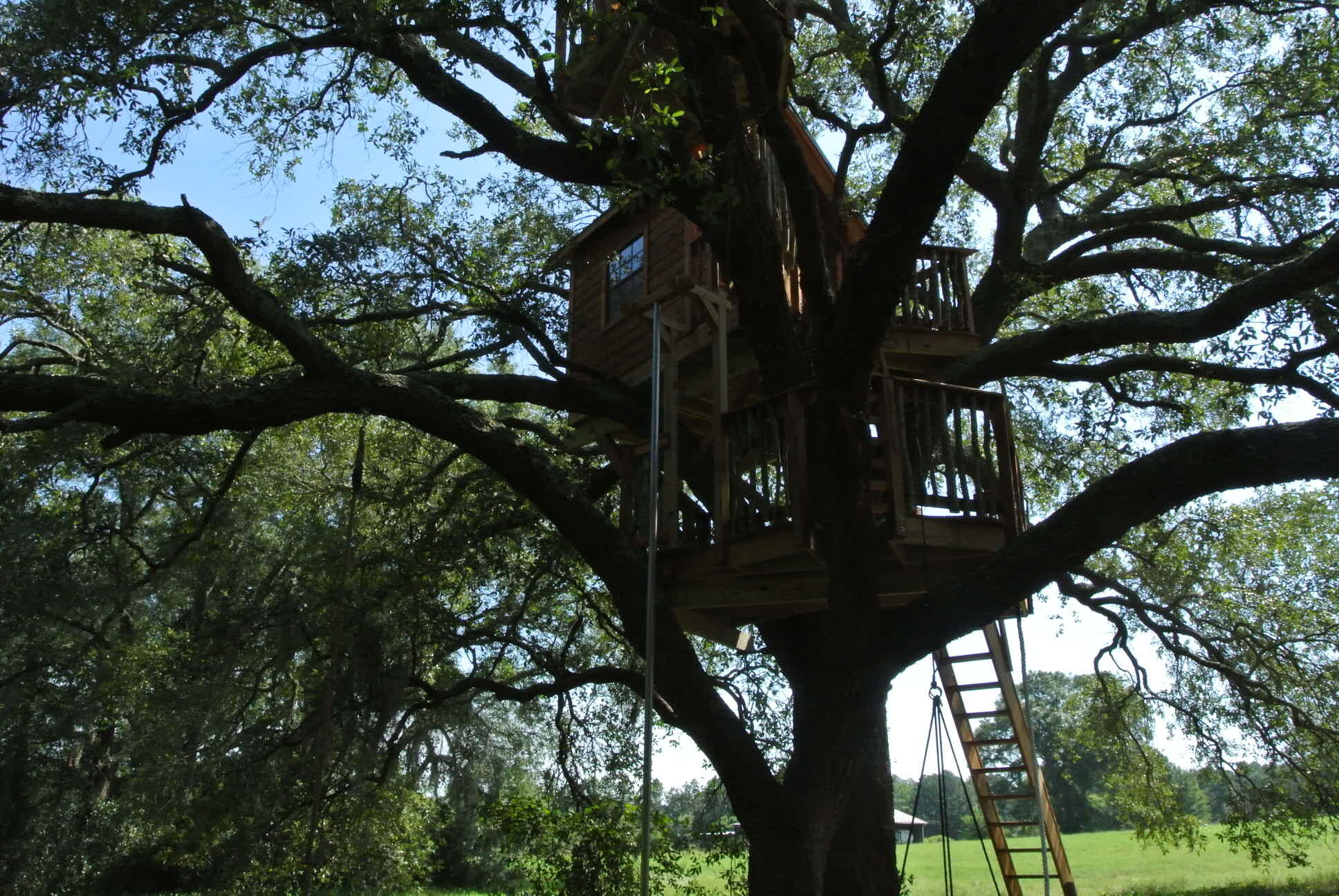 Live Oak Tree DSC_5260.JPG