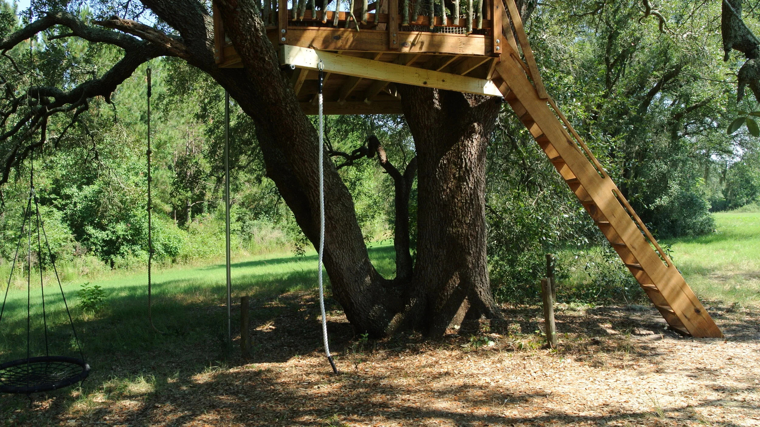 Live Oak Tree DSC_5262.JPG