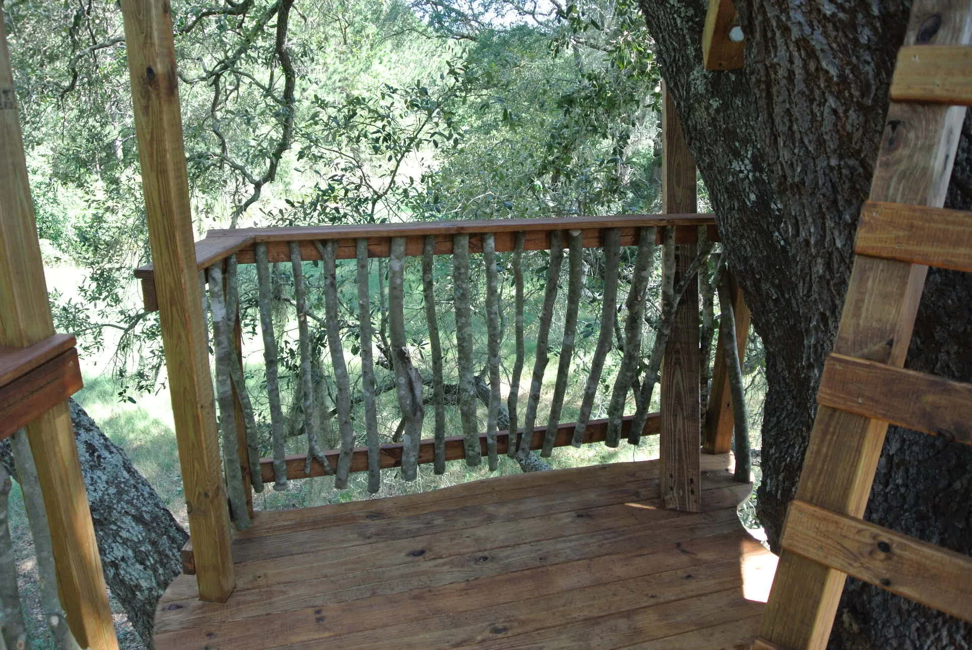 Live Oak Tree DSC_5266.JPG