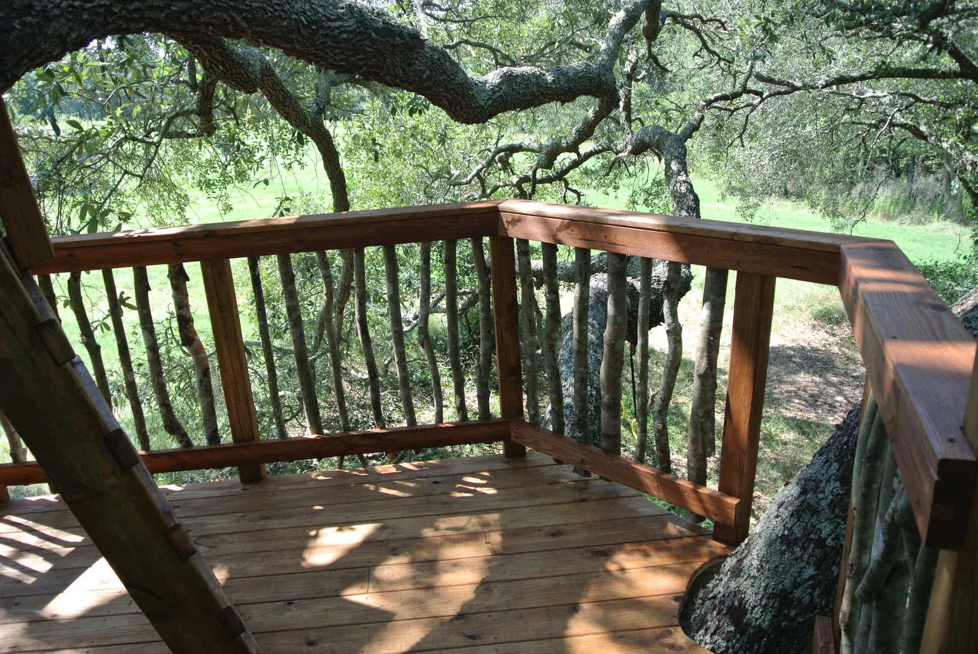 Live Oak Tree DSC_5268.JPG