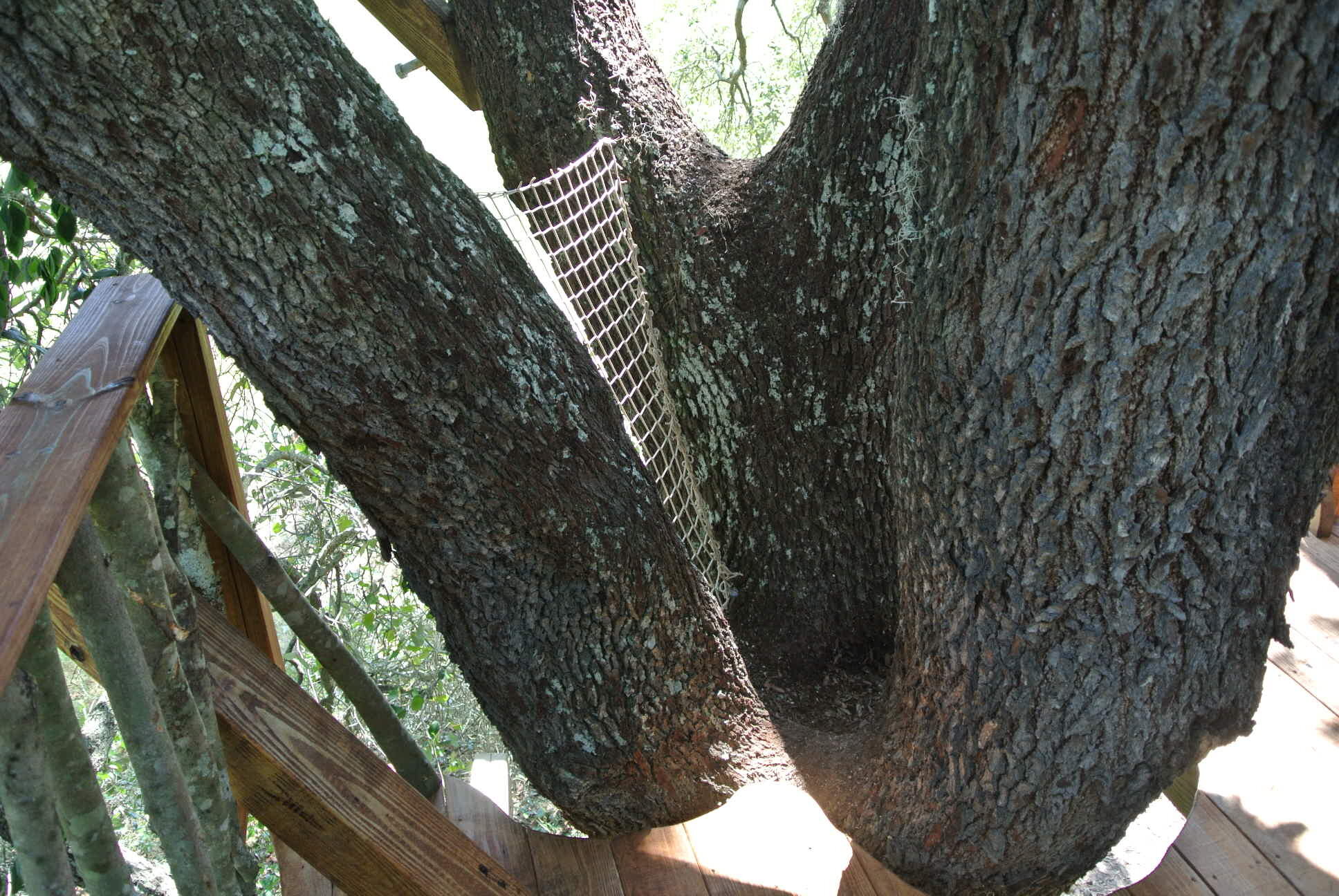Live Oak Tree DSC_5267.JPG