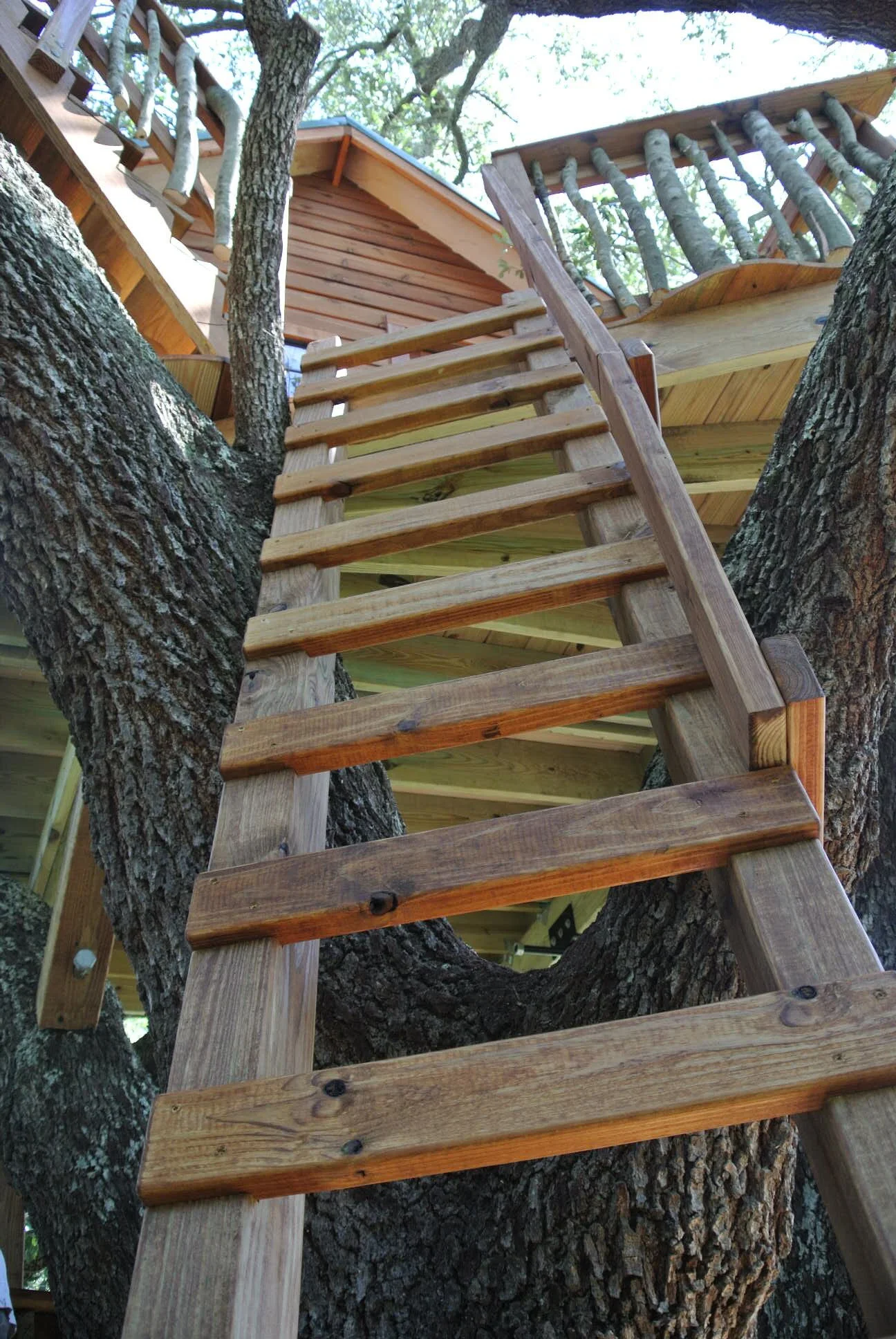 Live Oak Tree DSC_5270.JPG