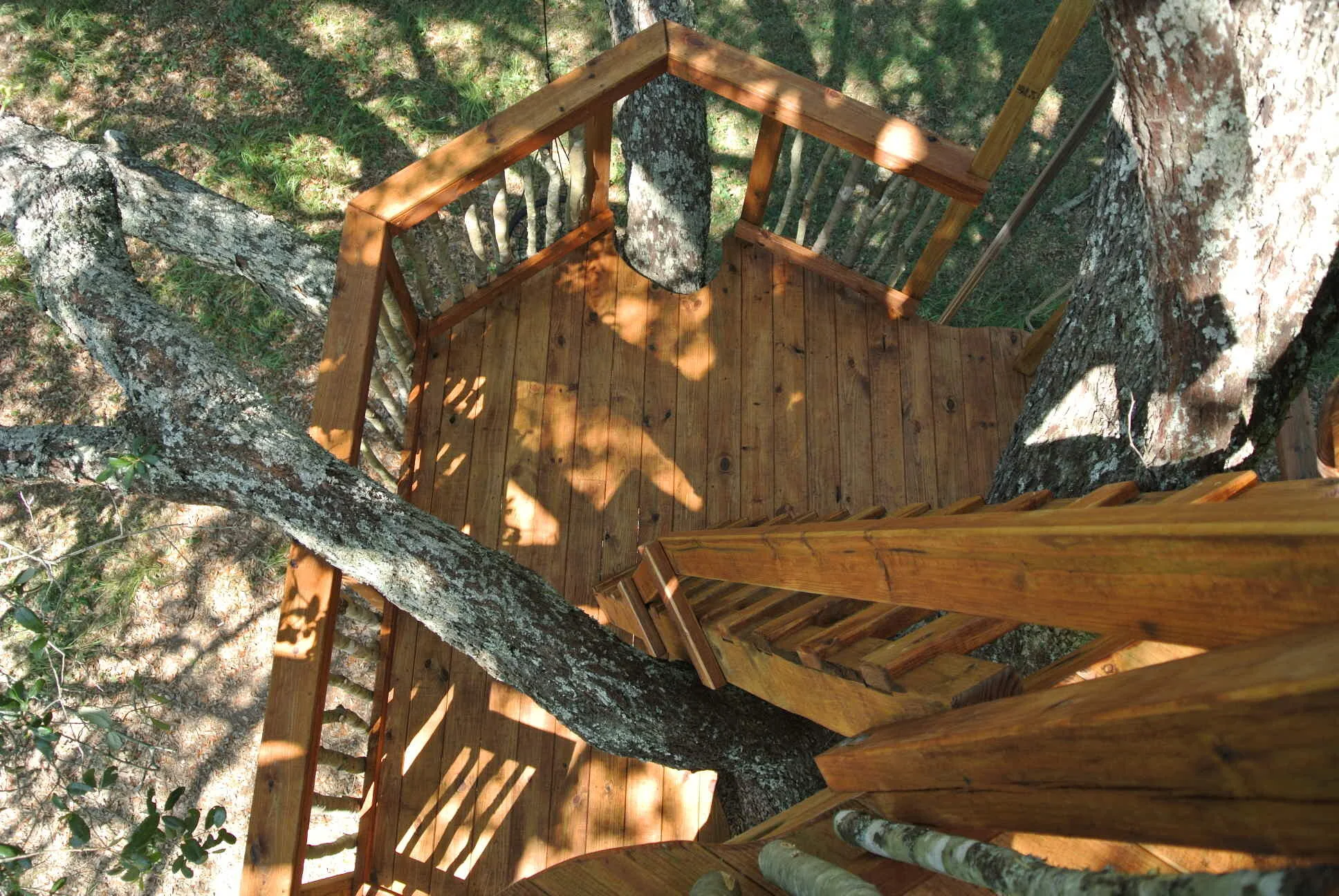 Live Oak Tree DSC_5272.JPG