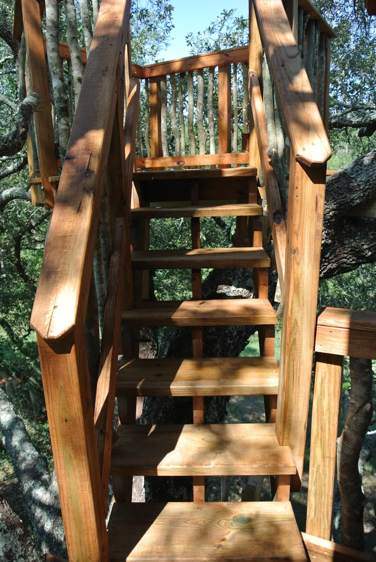 Live Oak Tree DSC_5276.JPG