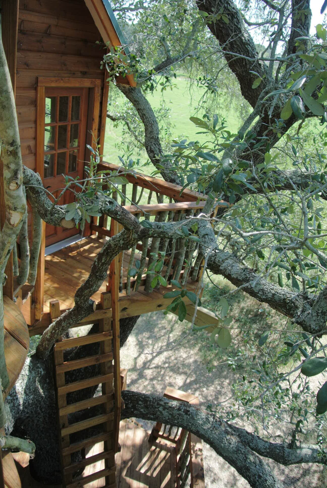 Live Oak Tree DSC_5284.JPG