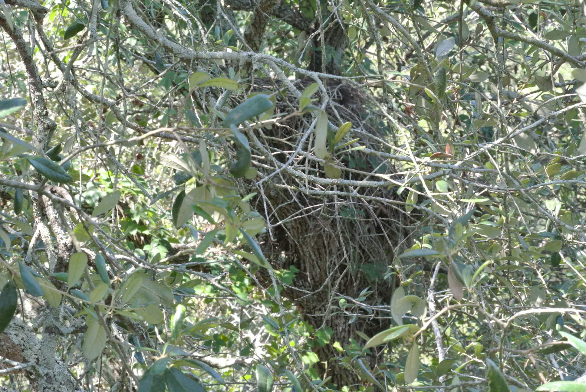 Live Oak Tree DSC_5289.JPG