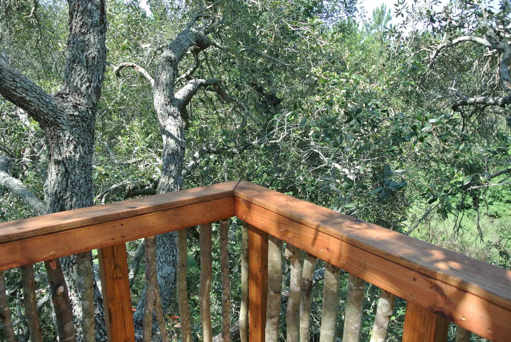 Live Oak Tree DSC_5288.JPG