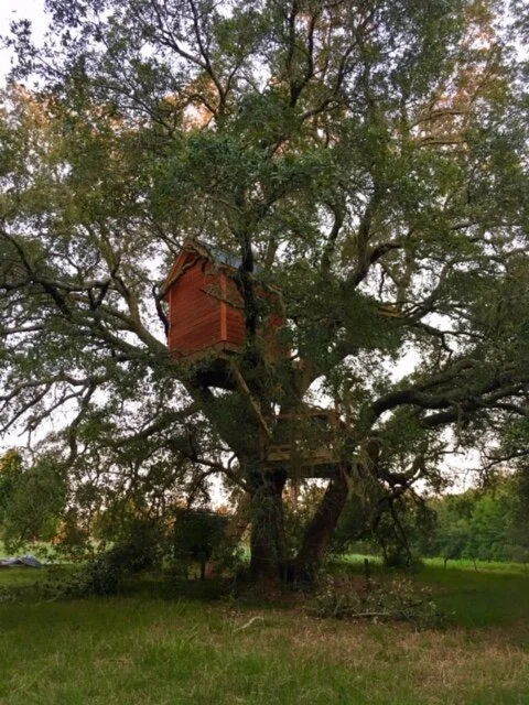 Live Oak Tree image2.jpeg