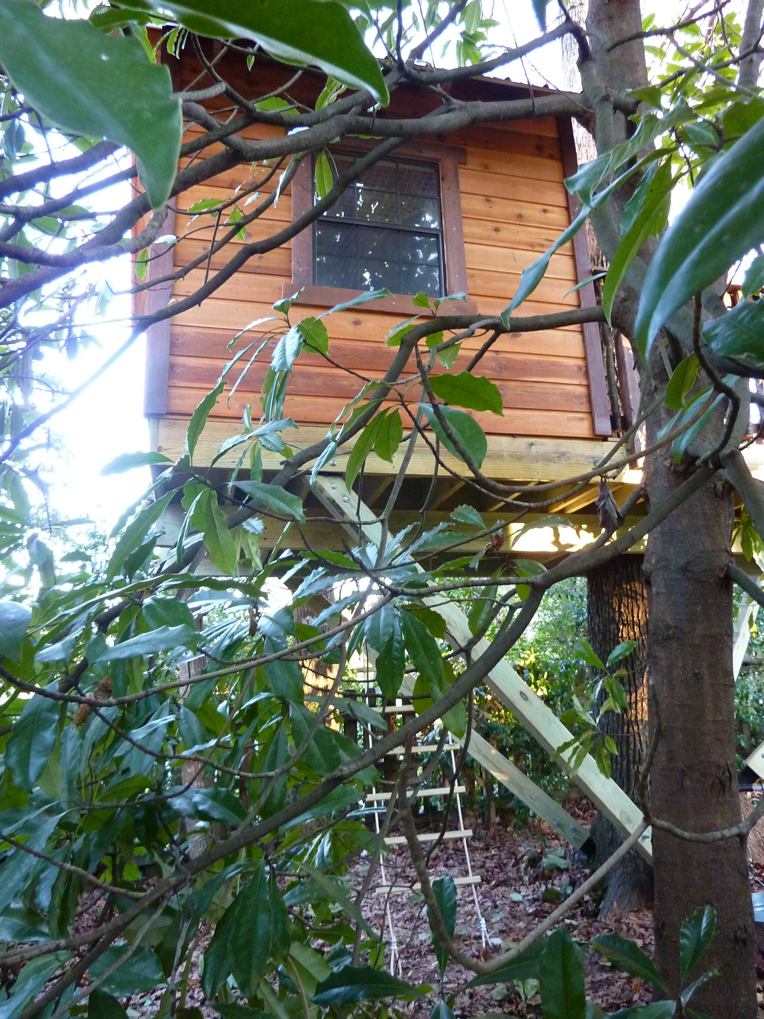 Hidden in the Backyard P1060892.JPG