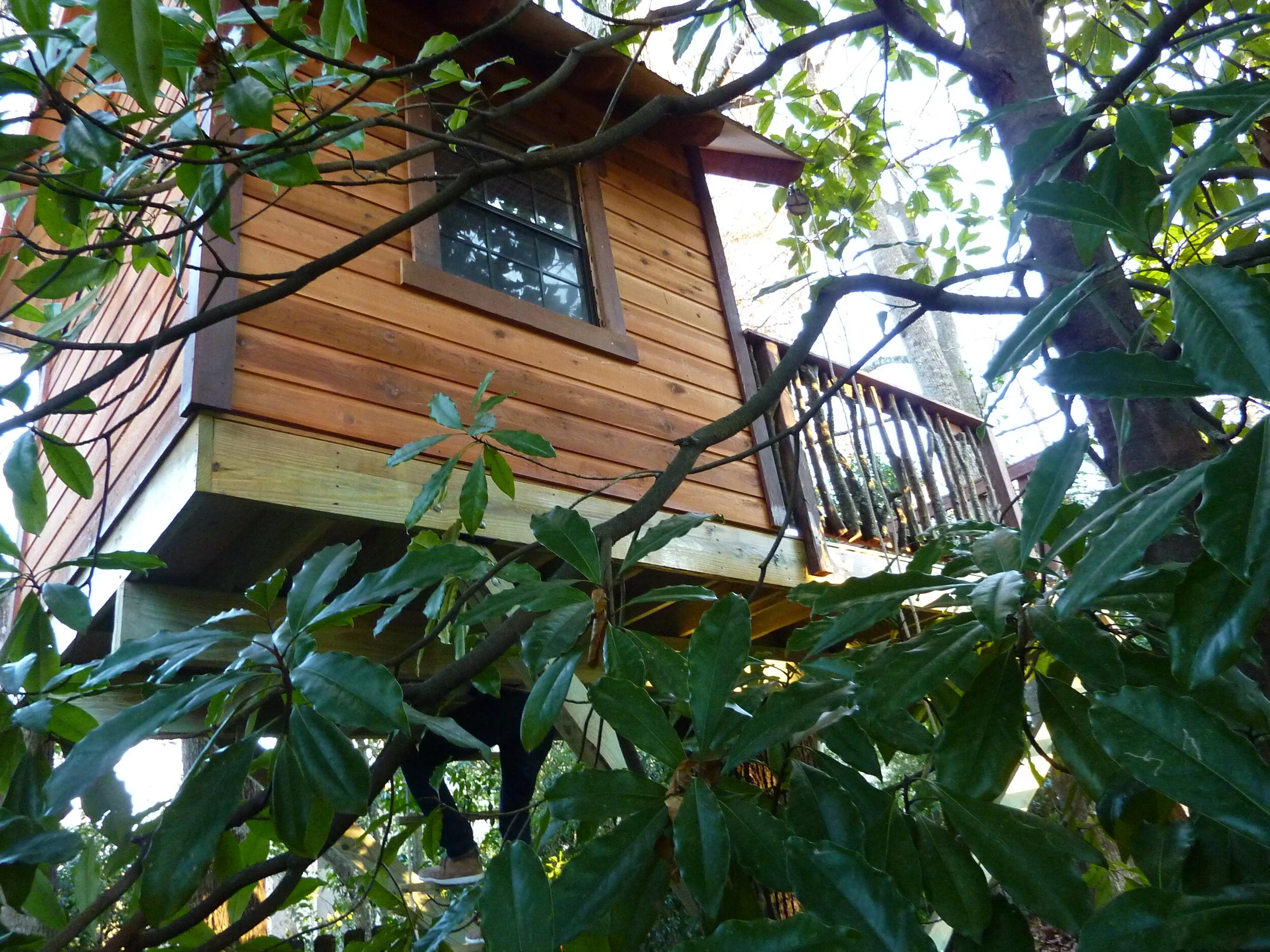 Hidden in the Backyard P1060893.JPG