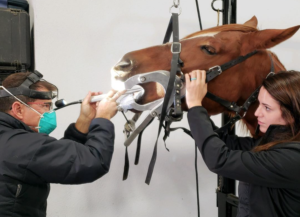 Equine Athlete Veterinary Services | North Texas — Equine Athlete ...