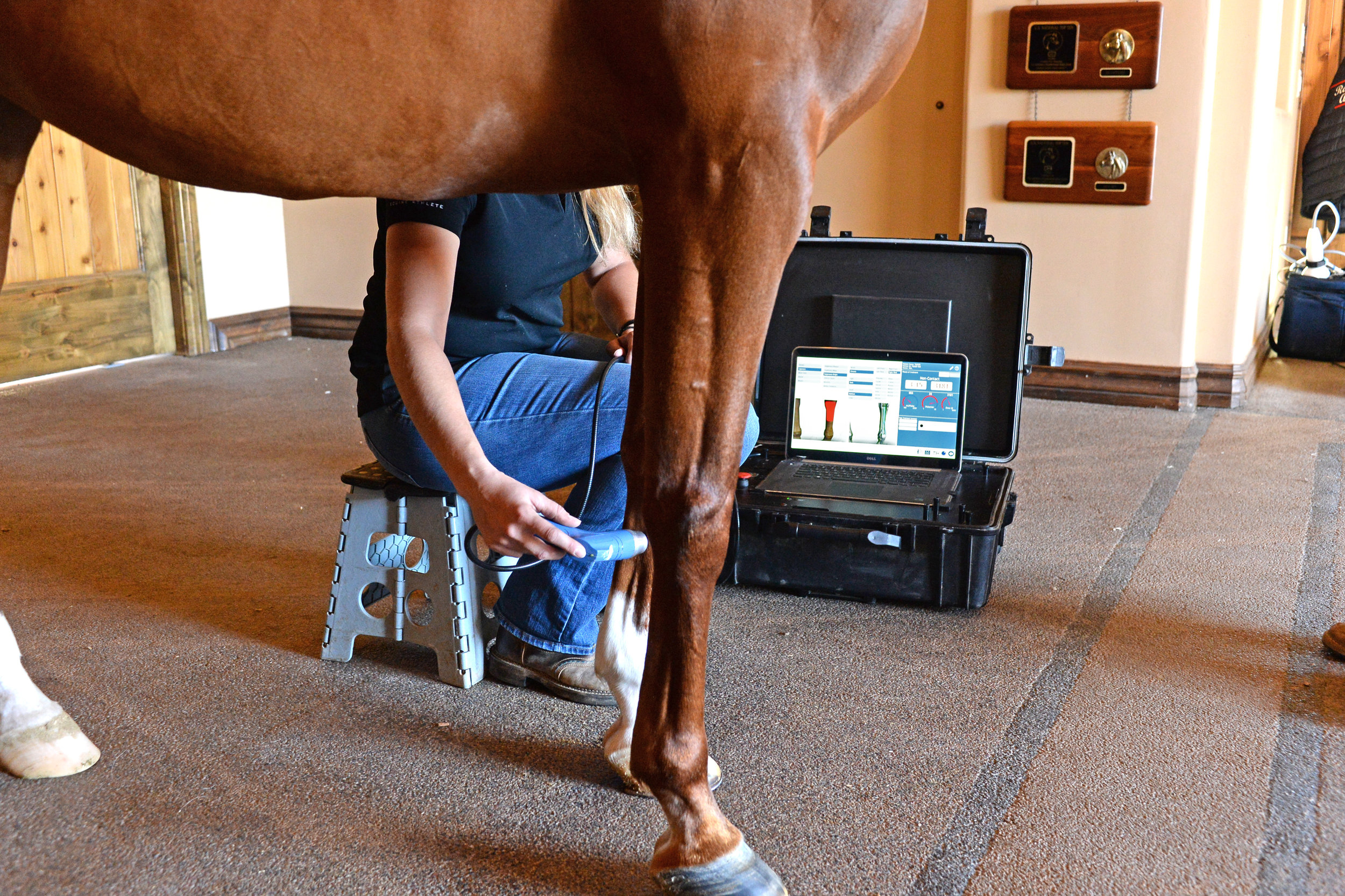 Smart RLT Equine Laser Therapy.JPG