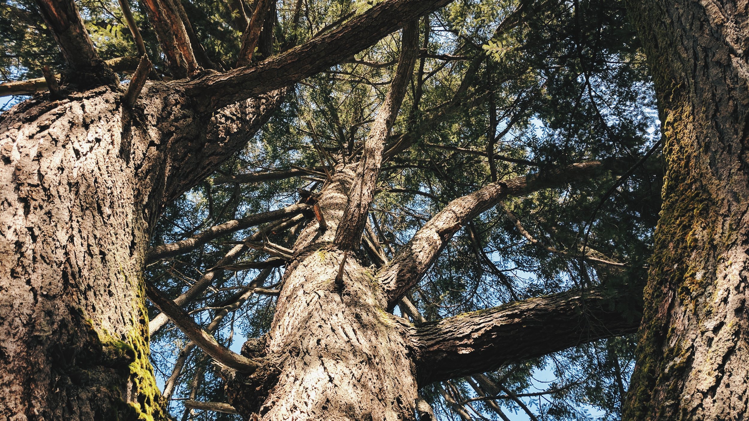 Grandfather Tree at Wolf Haven International
