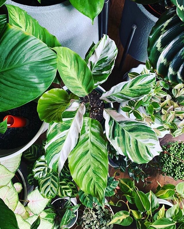Mondays made better with plants.😍🌿💚🌱 Thanks for sharing @missquely ! Open 11-6pm today.