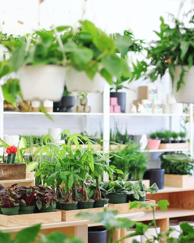 YWG. Open 11-6pm today lots of new pots and plants in the shop!🌿🌱🌴