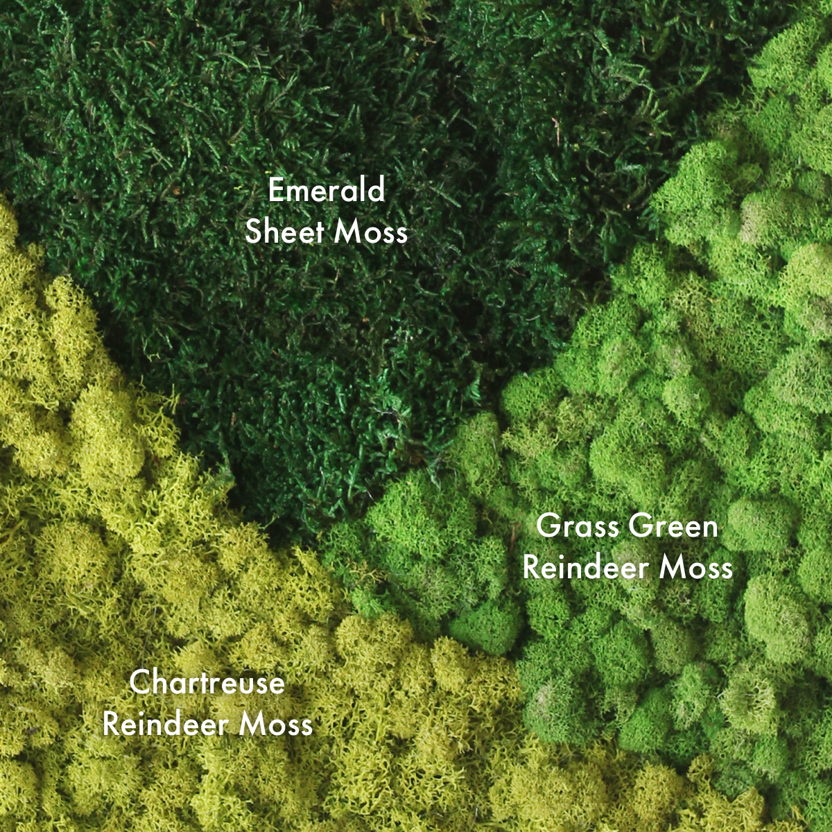 Moss_Colours_4.png