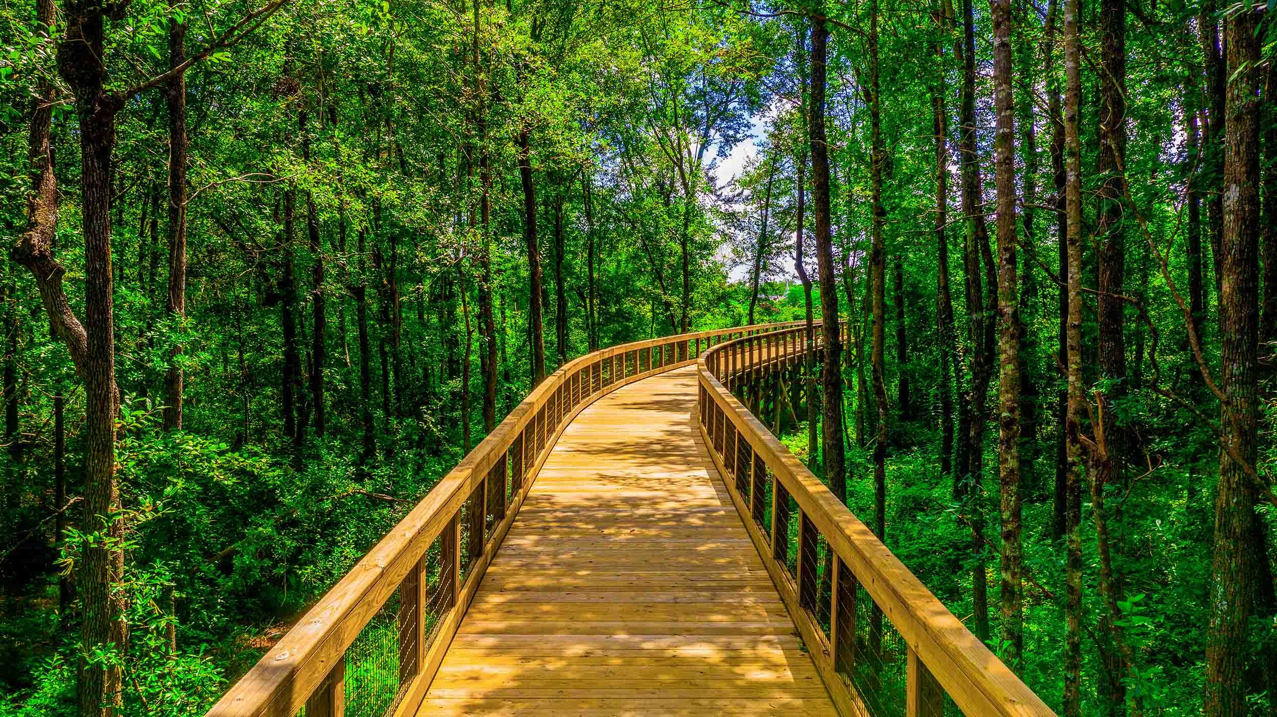 nature trail bridge