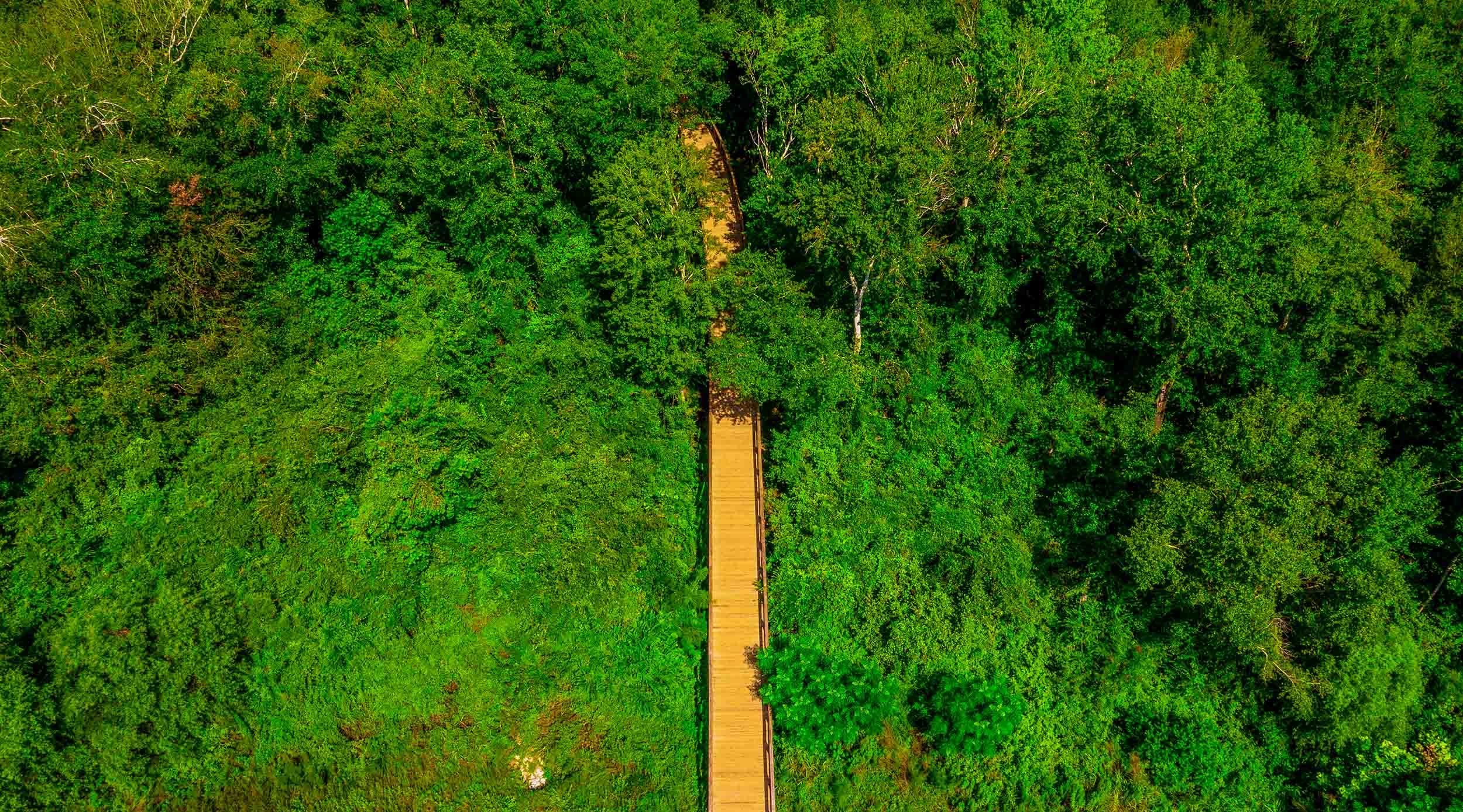 wetland bridge