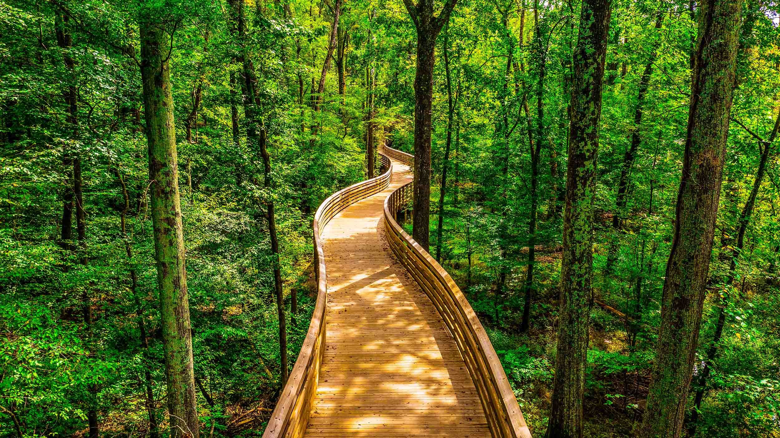 nature trail bridge