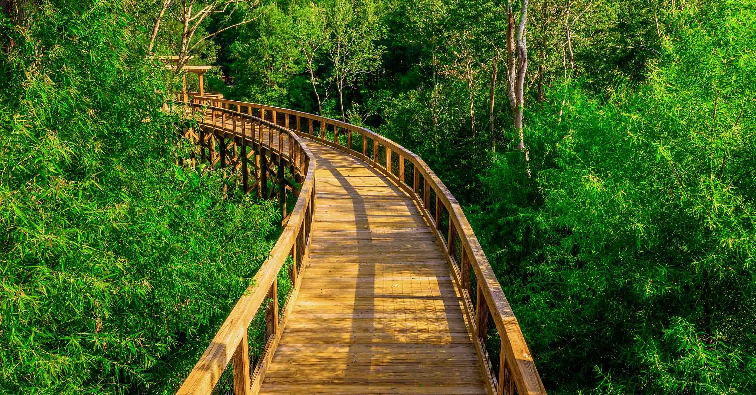 elevated wood boardwalk