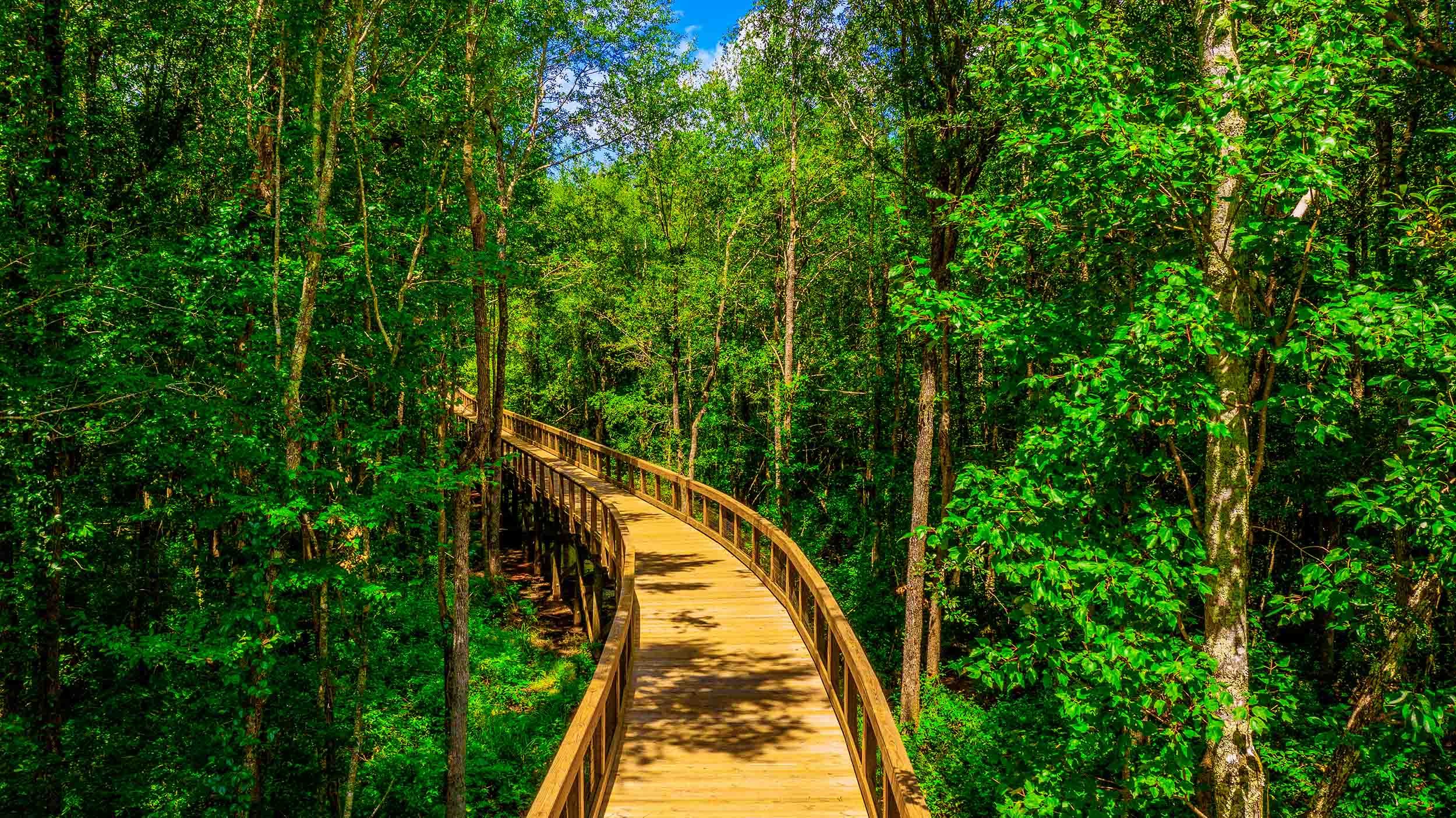 wetland boardwalk