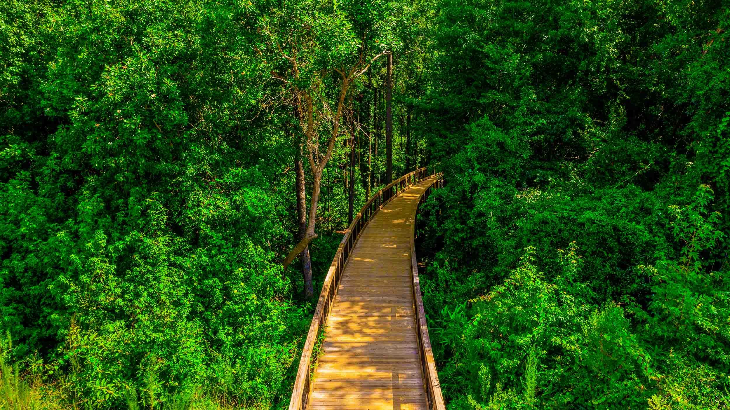 timber boardwalk